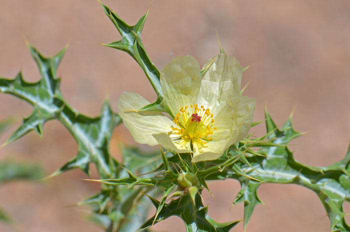 Argemone gracilenta, Sonoran Pricklypoppy